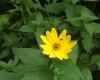 http://www.wildflowersofontario.ca/sunflower.html