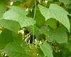 Ligeti szőlő (Vitis sylvestris)