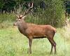 Deer (Cervus elaphus)