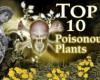 Top 10 mérgező növény