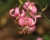 Turbánliliom (Lilium martagon)