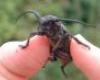 Bogarak - Coleoptera