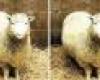 http://www.nextnature.net/wp-content/uploads/2008/01/dolly_cloned_sheep.jpg