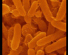 Mikroorganizmusok