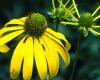 http://www.fs.fed.us/wildflowers/regions/southwestern/images/rudbeckia_laciniata